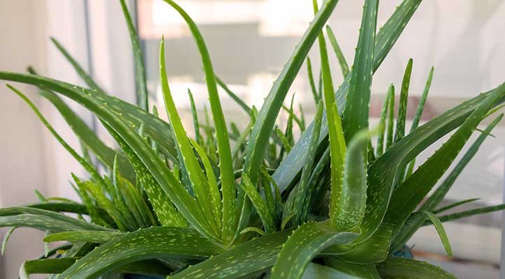 ALOE VERA